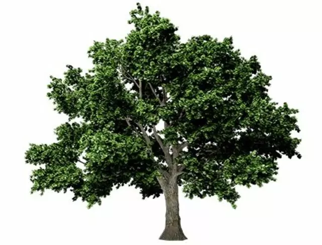 Arizona Land and Tree