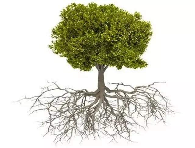 Arizona Land and Tree