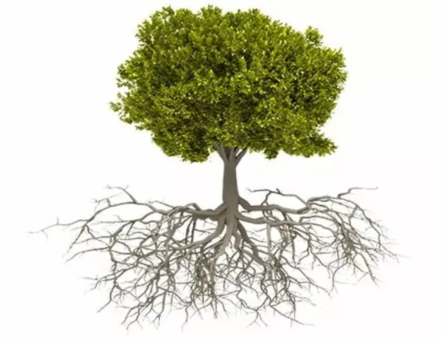 Arizona Land and Tree