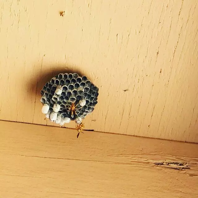 AZ Pest Solutions
