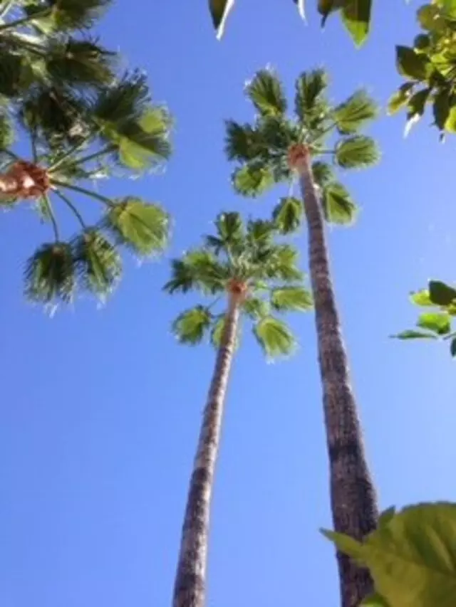 Absolutely Trees