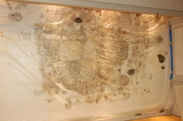 Arizona Mold