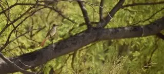 Tucson Audubon Society
