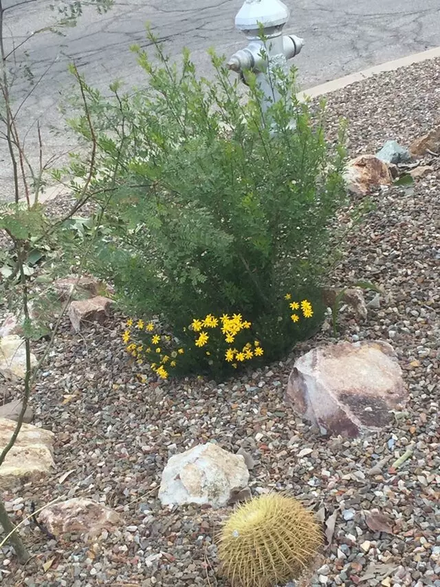 Arid Plant Designs