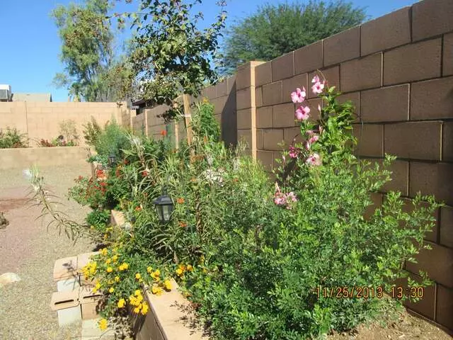 Arid Plant Designs