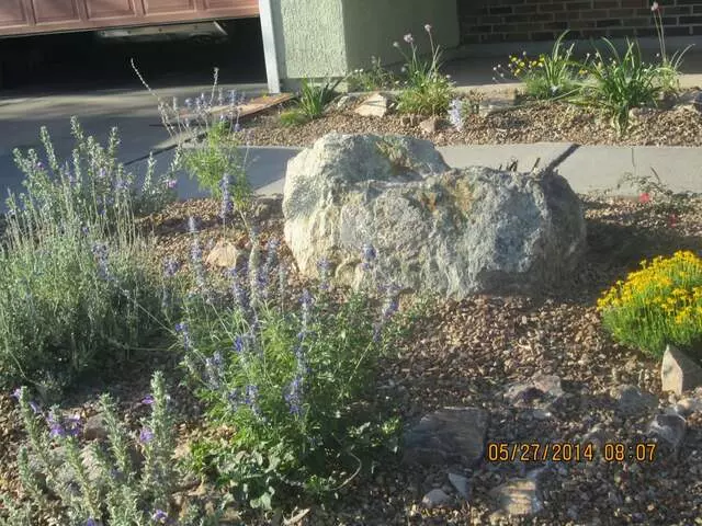 Arid Plant Designs