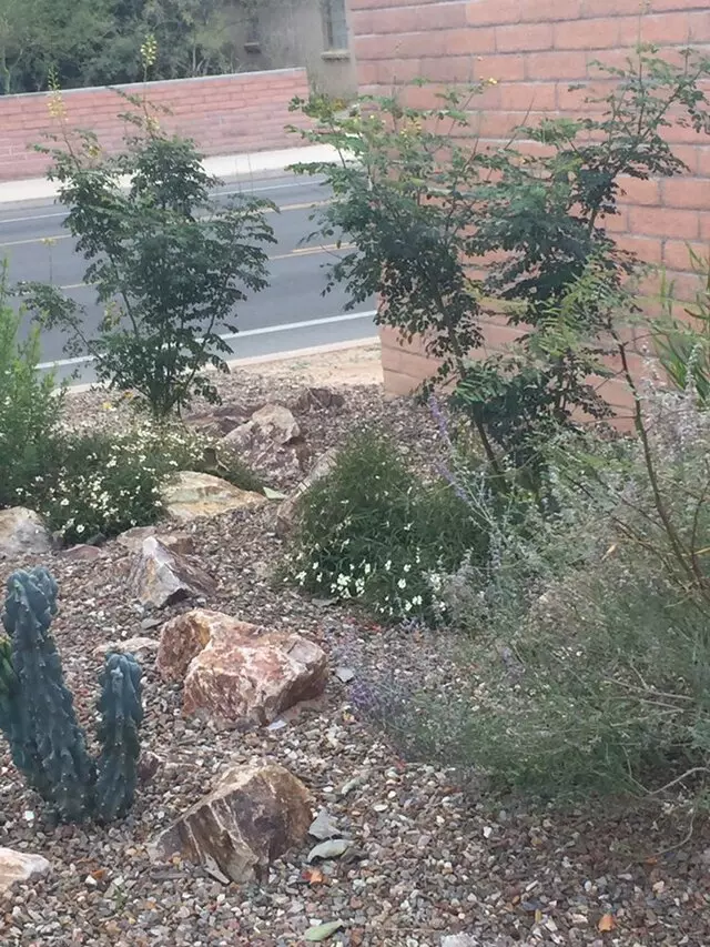 Arid Plant Designs