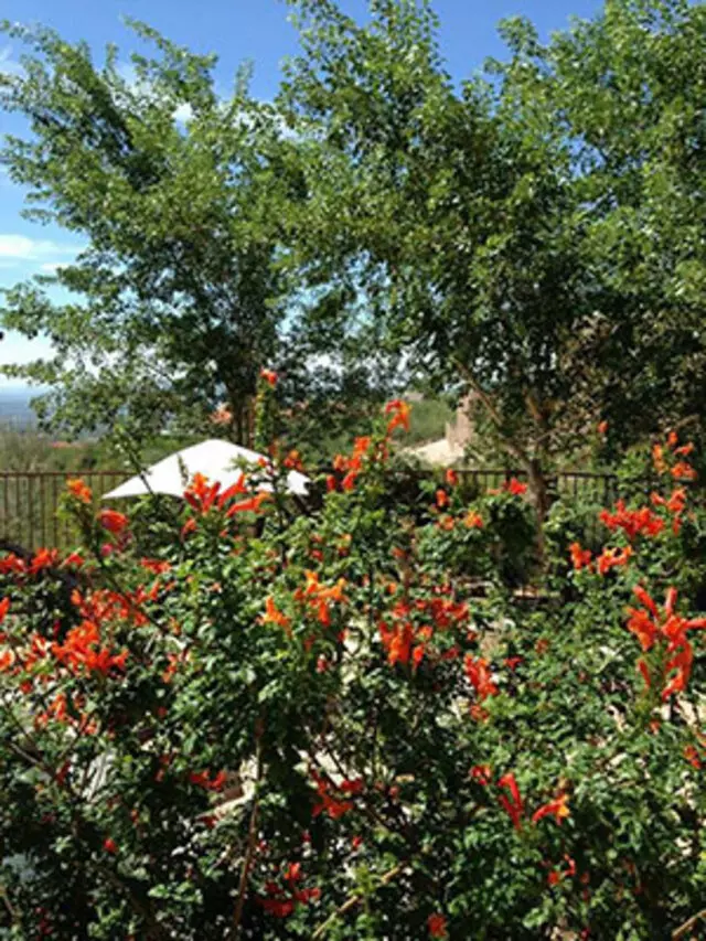 Arid Plant Designs