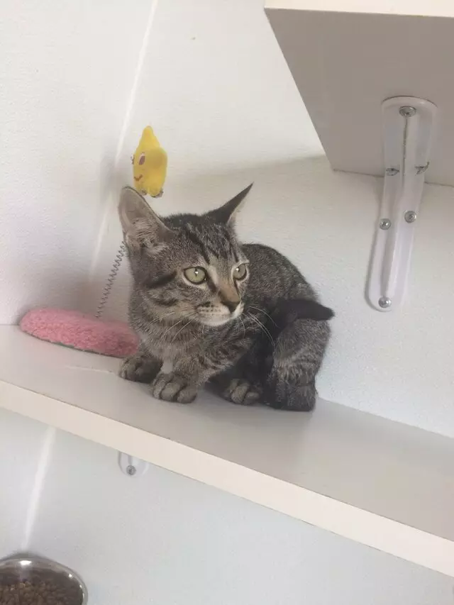 Pawsh