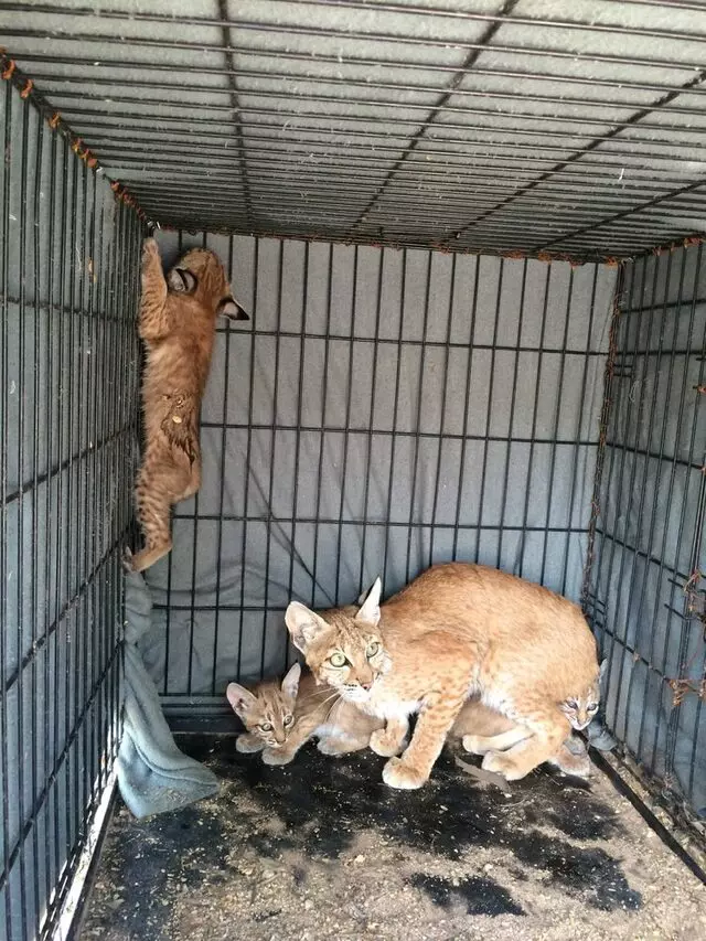 1st Response Wildlife